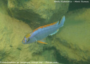Pseudotropheus sp. 'red top ndumbi' Pombo Rocks